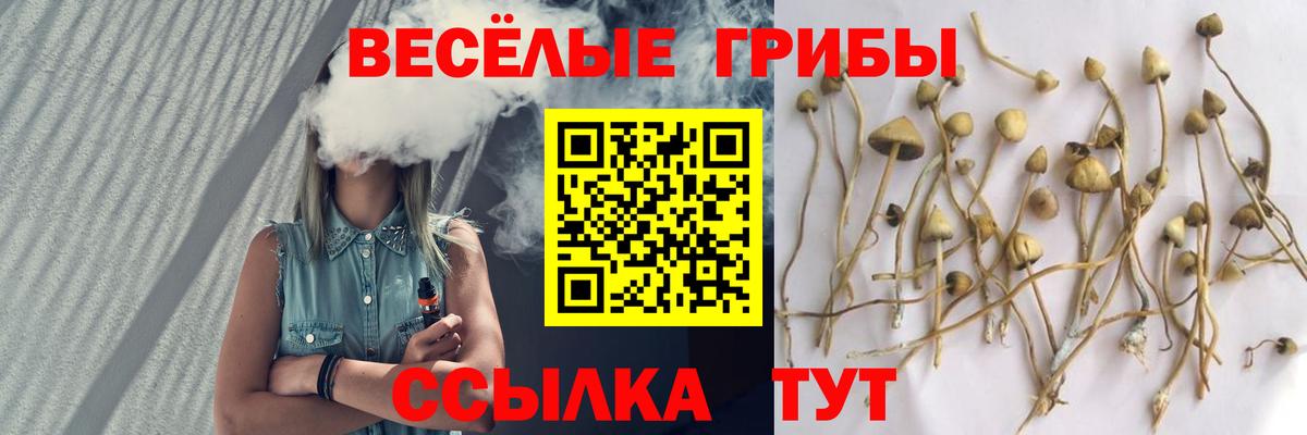 Псилоцибиновые грибы GOLDEN TEACHER  Вход с VPN  Курганинск  Галлюциногенные грибы GOLDEN TEACHER 